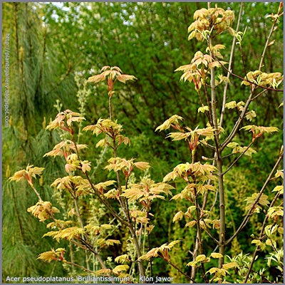 Acer pseudoplatanus 'Brilliantissimum' - Klon jawor 'Brilliantissimum'